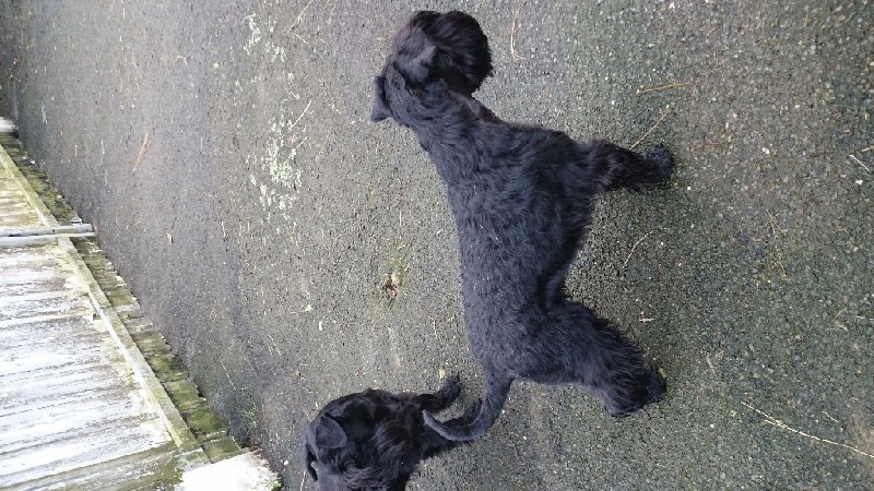 Schnauzer nain noir